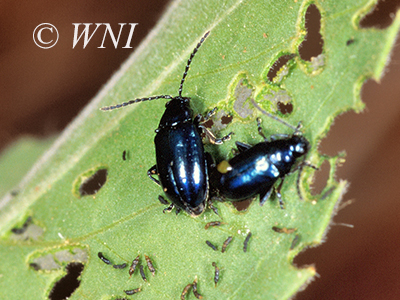 Apple Flea Beetle (Altica foliaceae)